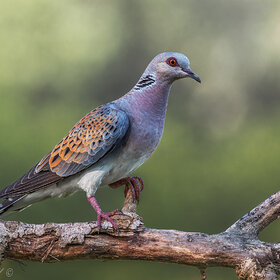 . Streptopelia turtur. ()