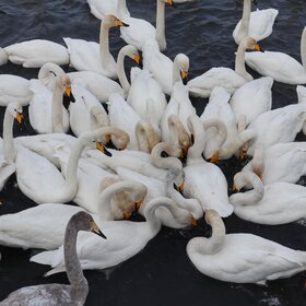 ����. �����. ��������� �����