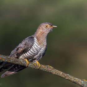 ����� ���� ��������. ��������