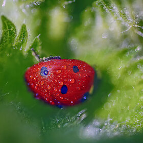 ����. ���� ��������. *****