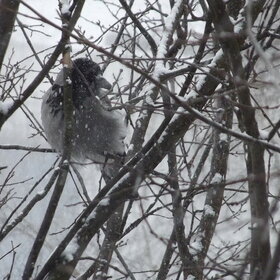 ����� ������...