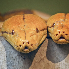 ����. ���� ��������. �� � ������� �� ����