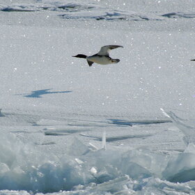 ����. ���������. ������� ������� � �����