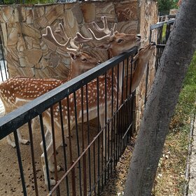 ����. ���� ��������. �������.