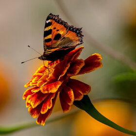 ����. �������. �������