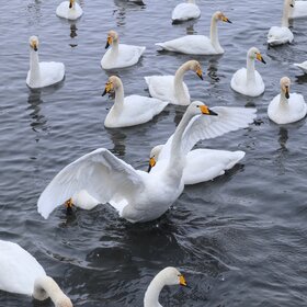 ��������� �����