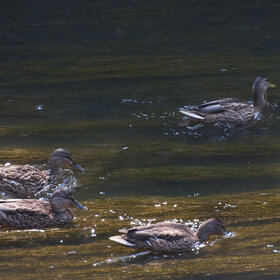 ����� ���� ��������. �����