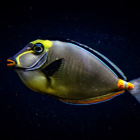 ����. ���� ��������. *������� ������������� (Naso lituratus)