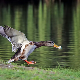 ����� ���� ��������. ******