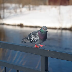 ����� ���� ��������. ���-���...