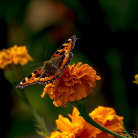 ����. ���� ��������. �������