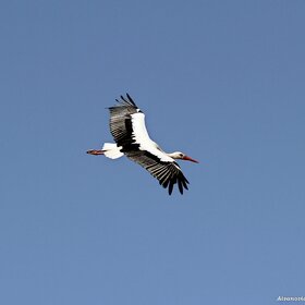 ����. ����� ����. ��������, �� ������������ ����� "����� ���� �����..."