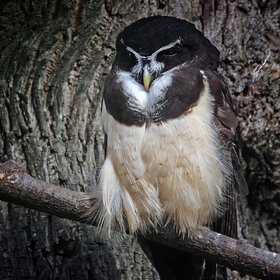 ���� ��������. ������� �������������� ����