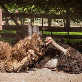 ���� ��������. �����