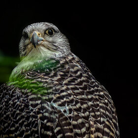 ���� ��������. ������