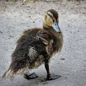 ����� ���� ��������. ����� ��������