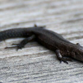 ����. ���� ��������. �������