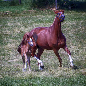 ������ ���� ��������. �� ���� (8)