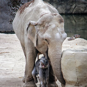 ����. �������. ***