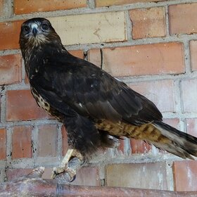 ����� ���� ��������. ������