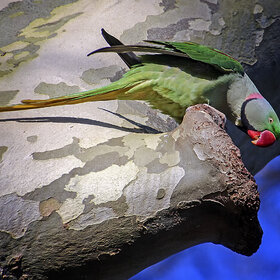 ����. ʸ���. ****