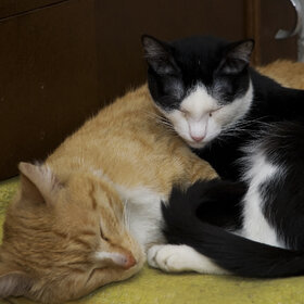 ����. �������� ��������. �������� ��������