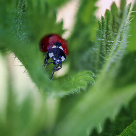 ����. ���������. ****