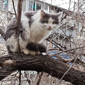 ���� ��������. ����������� ������