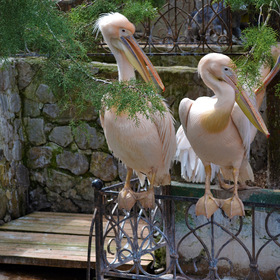 пеликаны