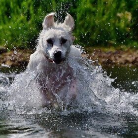 Алита , водяная собака