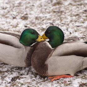 ����. ���� ��������. �����