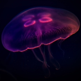 Медуза (1)