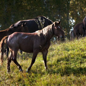 ����� ���� ��������. �������� ��������