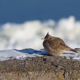 ����. ���� ��������. �������� ���������