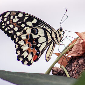 ����. ���� ��������. ��������