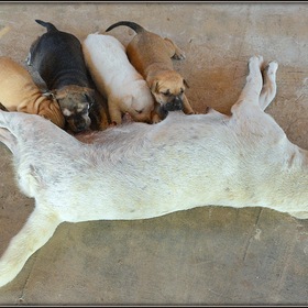 Четыре щенка и собака