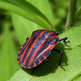 ����. ���������. ���������