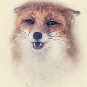 Портрет лисы