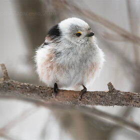 ����. �������������. ������������� ������� (���������)