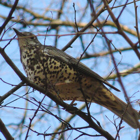 ����� ���� ��������. ����� ��������