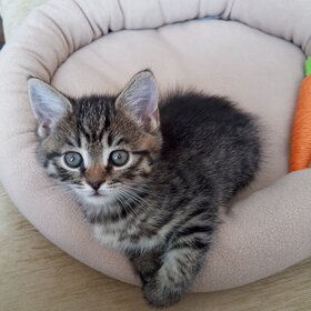 ����. ���� ��������. ��� �����.