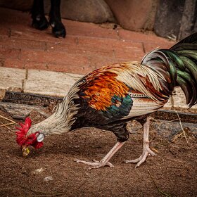 ����. ��������. �������