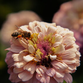 ���� ��������. �������