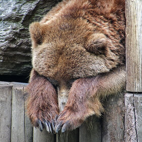 ����. ���� ��������. ������ ���� �������� )))