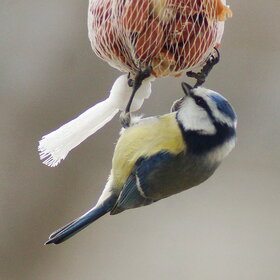 ����. �����. ���������