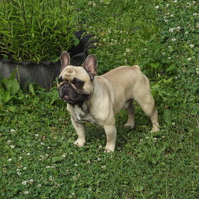 ����. ���� ��������. ������