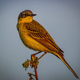 ����� ���� ��������. ���������� ������