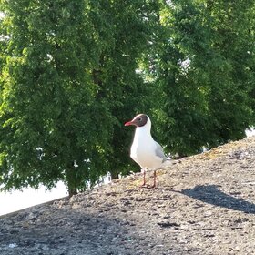 ����. ������������ �����. ������������ �����.