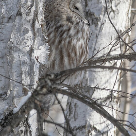 ����. Strix nebulosa. ��������� �������
