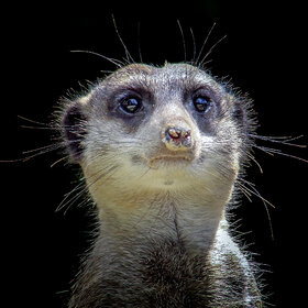 ����. �������. �������